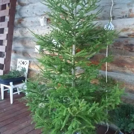 A In A Lapland House Of Dreams * Rovaniemi